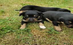 Mixed Breed dogs for sale: Kelpie x collie  - Image 5