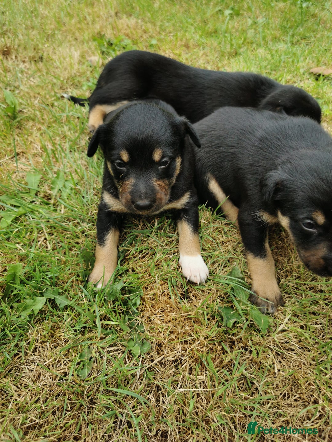 Mixed Breed dogs for sale: Kelpie x collie  - Image 5