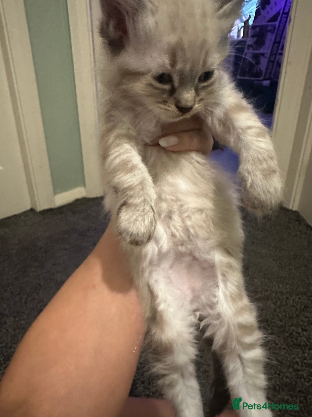 Ragdoll cats for sale: Ragdoll x Maincoone loving babies - Image 19