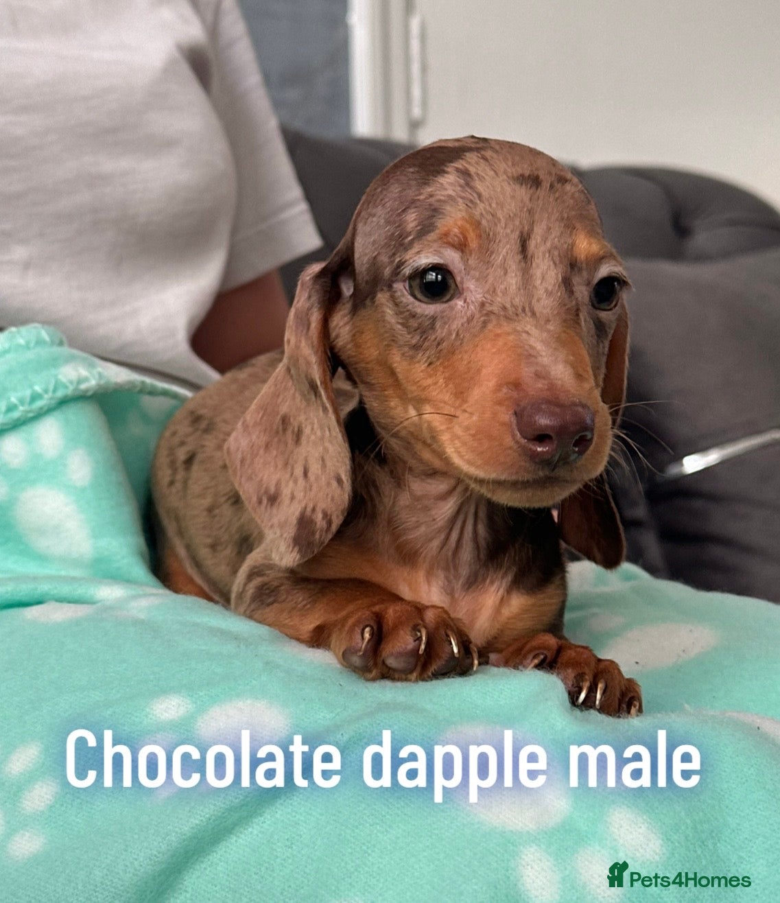 Miniature Dachshund dogs Miniature dachshund  - Advert 3