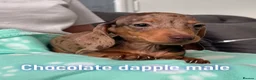 Miniature Dachshund dogs for sale: Miniature dachshund  - Advert 1