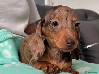 Miniature Dachshund dogs Miniature dachshund - Advert 3