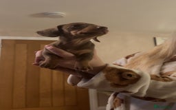Miniature Dachshund dogs for sale: Miniature Dachshund Puppies - Image 25