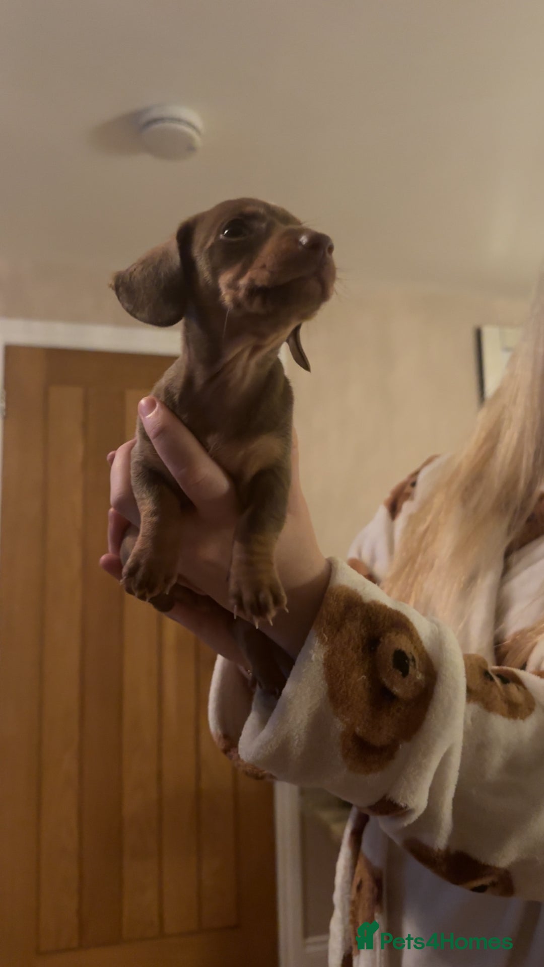 Miniature Dachshund dogs for sale: Miniature Dachshund Puppies - Image 25