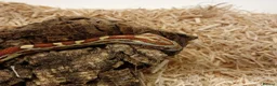 Corn Snake reptiles for sale: Beautiful, Captive-Bred Corn Snakes – DJL Exotics - Advert 17