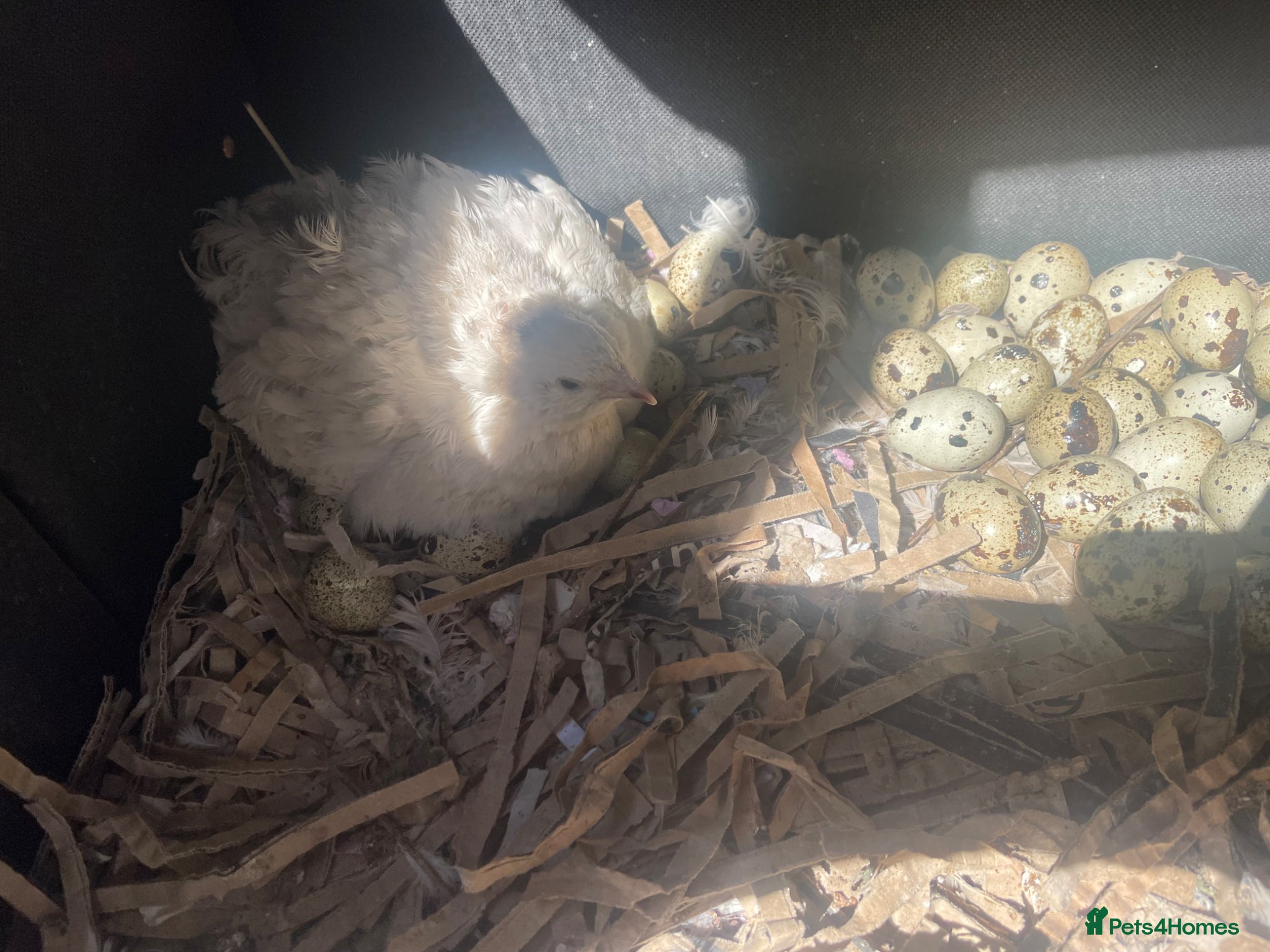Quail poultry for sale: ** FERTILE WHITE BRITISH QUAIL EGGS FOR SALE ** - Advert 11