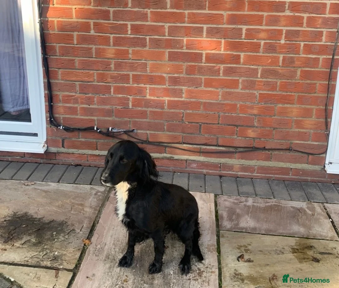 Cocker Spaniel dogs for sale: Beige cocker spaniel  - Advert 4