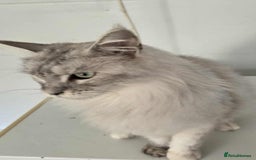 Maine Coon cats for sale: April - Image 3