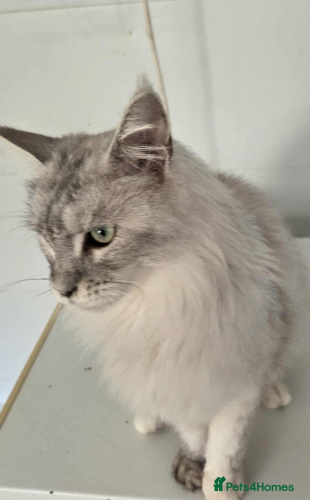 Maine Coon cats for sale: April - Image 3