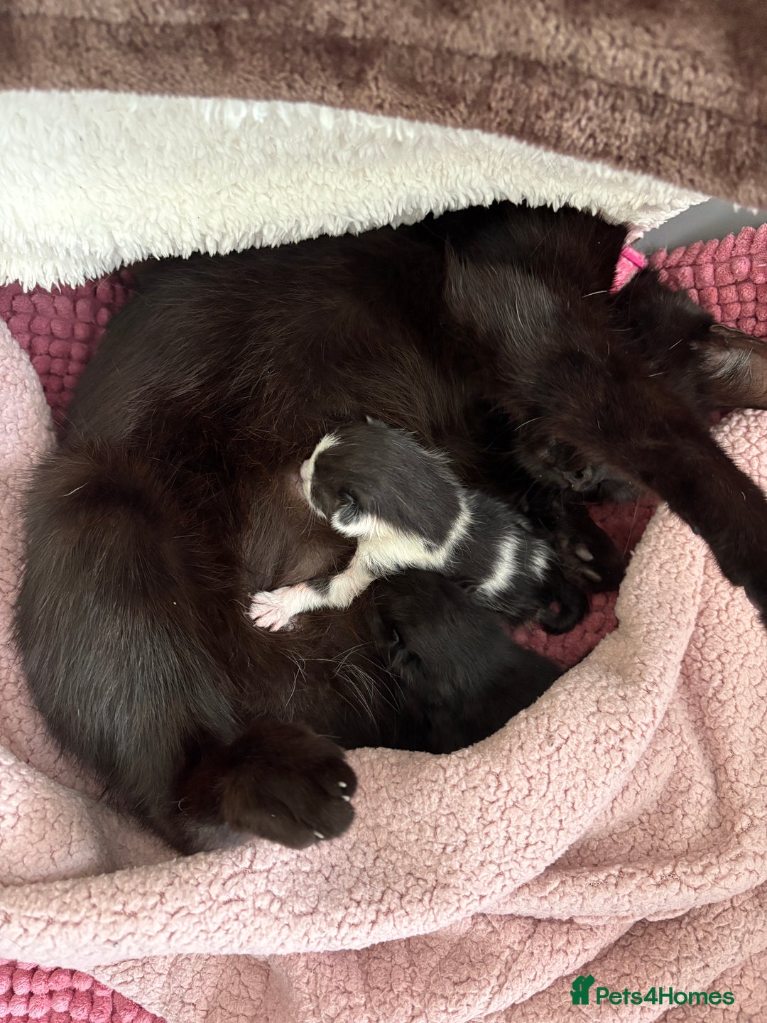 Mixed Breed cats for sale: Mixed breed kittens  - Image 32