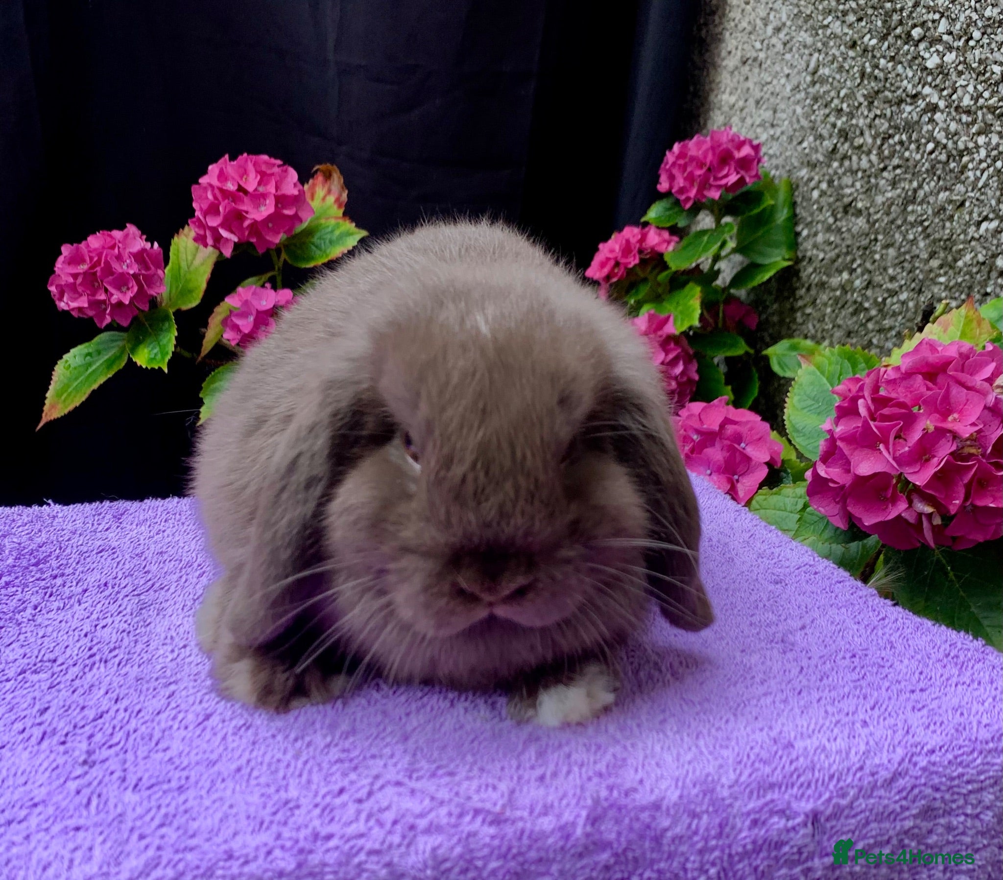 Mini Lop rabbits Gorgeous baby mini lop boy ready now - Advert 8