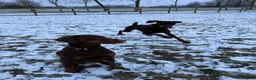 Dobermann dogs for stud: Doberman for stud health tested  - Advert 7