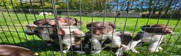 Sprollie dogs for sale: Sprollie Puppies in Dunmow - Advert 5
