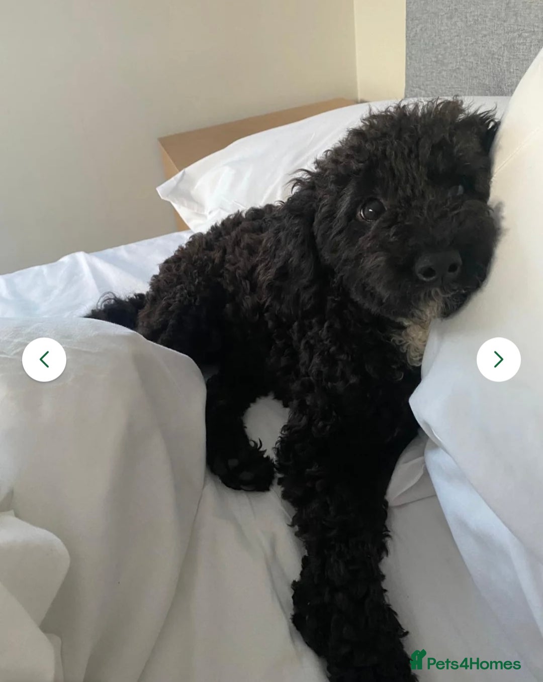 Cavapoo dogs for sale: Beautiful sweet natured Cavapoo pup 💗 in Redditch - Image 7