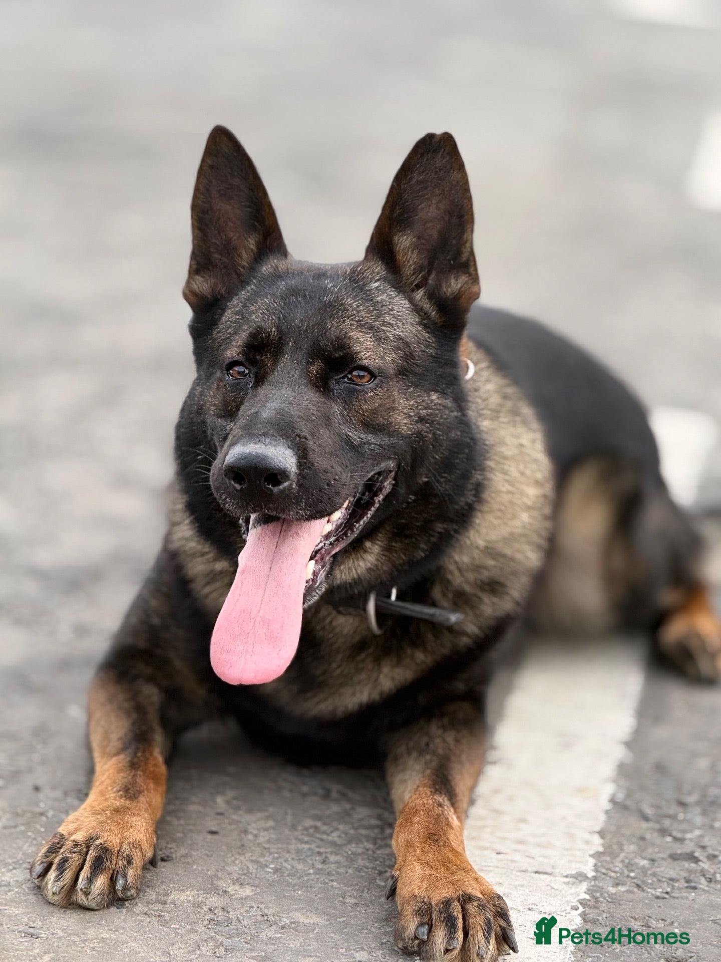 German Shepherd dogs German Shepherd Stud | Kaiser | 5 Years Old - Advert 1