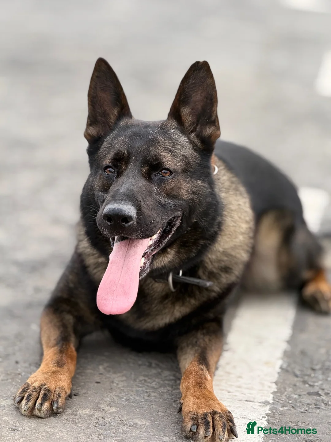 German Shepherd dogs for stud: German Shepherd Stud | Kaiser | 5 Years Old in Mitcham - Advert 1