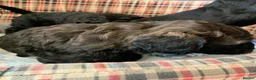 Labradoodle dogs for sale: Beautiful mini labradoodles puppies - Advert 3