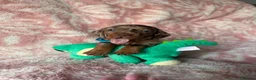 Miniature Dachshund dogs for sale: Beautiful kc registered miniature dachshund pups - Advert 18