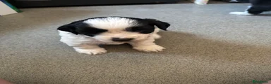 Mixed Breed 1