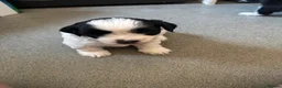 Mixed Breed dogs for sale: Poodle x begale  ** hih tzu x bichon frise in Brecon - Advert 8