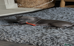 Staffordshire Bull Terrier dogs for sale: Staffordshire Bull Terrier KCReg open to offers  - Image 5