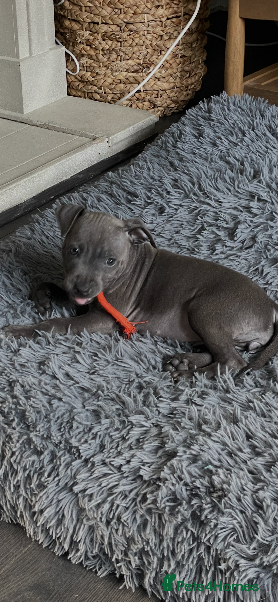Staffordshire Bull Terrier dogs for sale: Staffordshire Bull Terrier KCReg open to offers  - Image 5