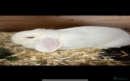 Dwarf Lop rabbits for sale: 1 male REW drawf lop - Image 1