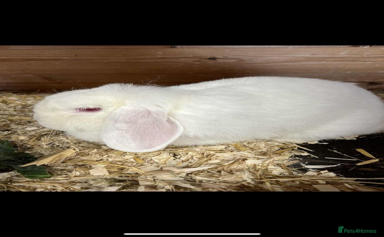 Dwarf Lop rabbits - Advert 1