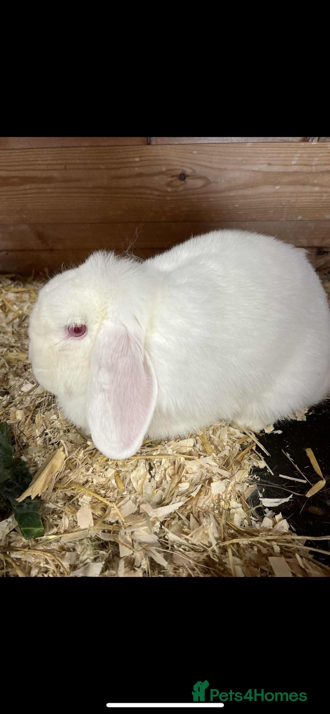 Dwarf Lop rabbits for sale: 1 male REW drawf lop - Image 1