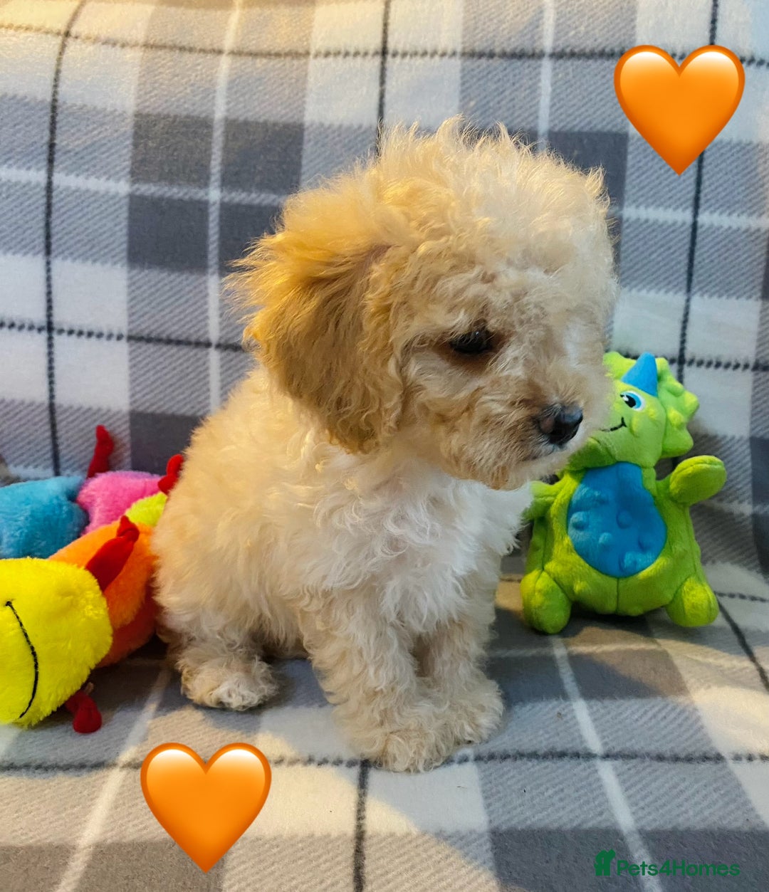 Cavapoo dogs for sale: 💖 Top Quality F1B Cavapoo Puppies DNA TESTED 💖 - Image 14