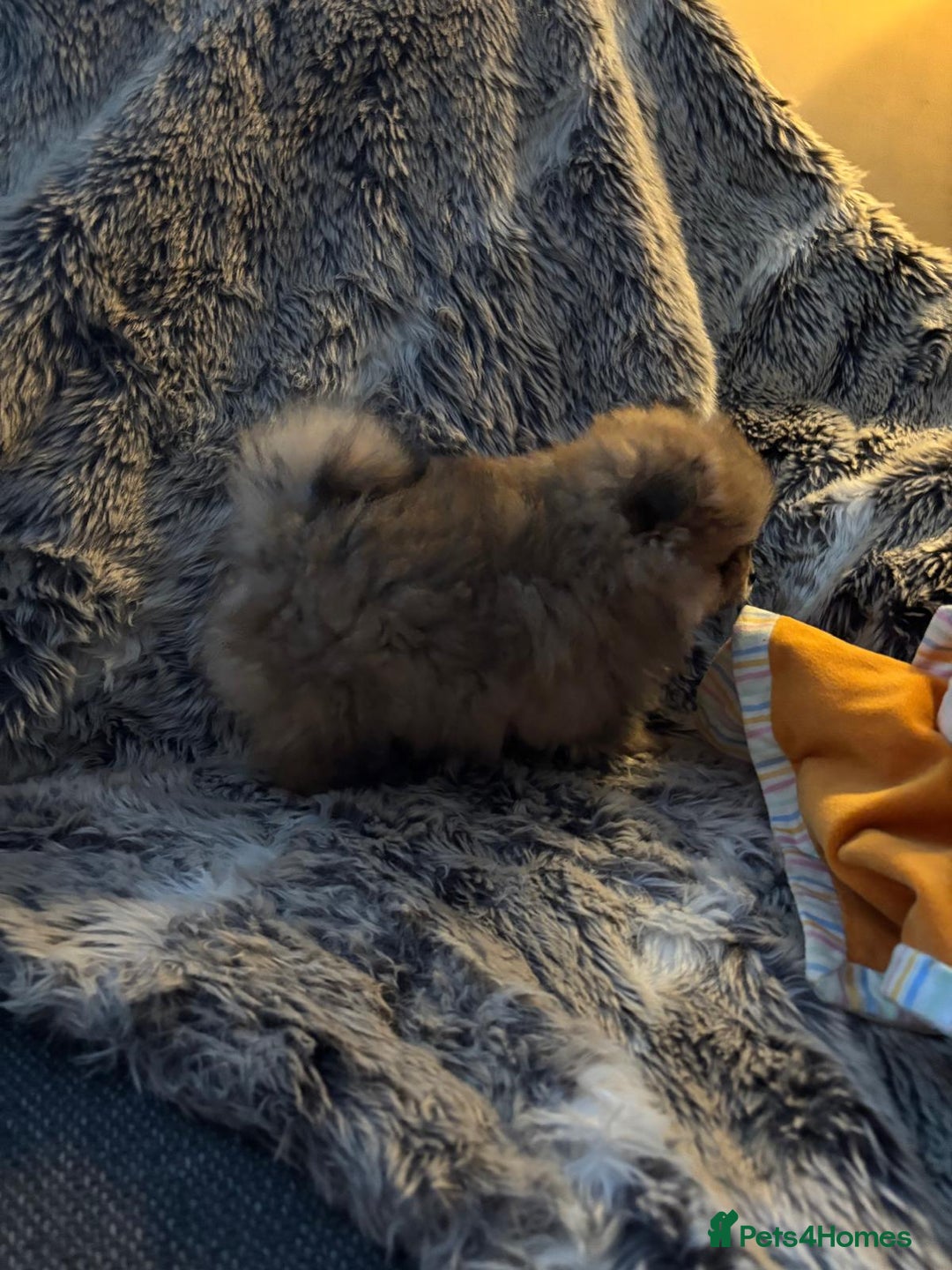 Pomchi dogs for sale: Adorable Pomchi Boy Available Now. - Image 7