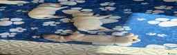 Golden Retriever dogs for sale:  Two Beautiful English Cream Golden Retriever Boys - Advert 2