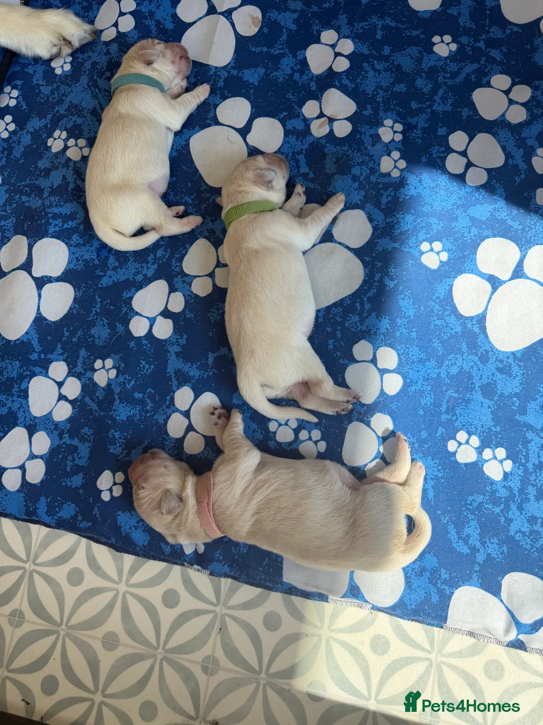 Golden Retriever dogs for sale:  Two Beautiful English Cream Golden Retriever Boys - Advert 2