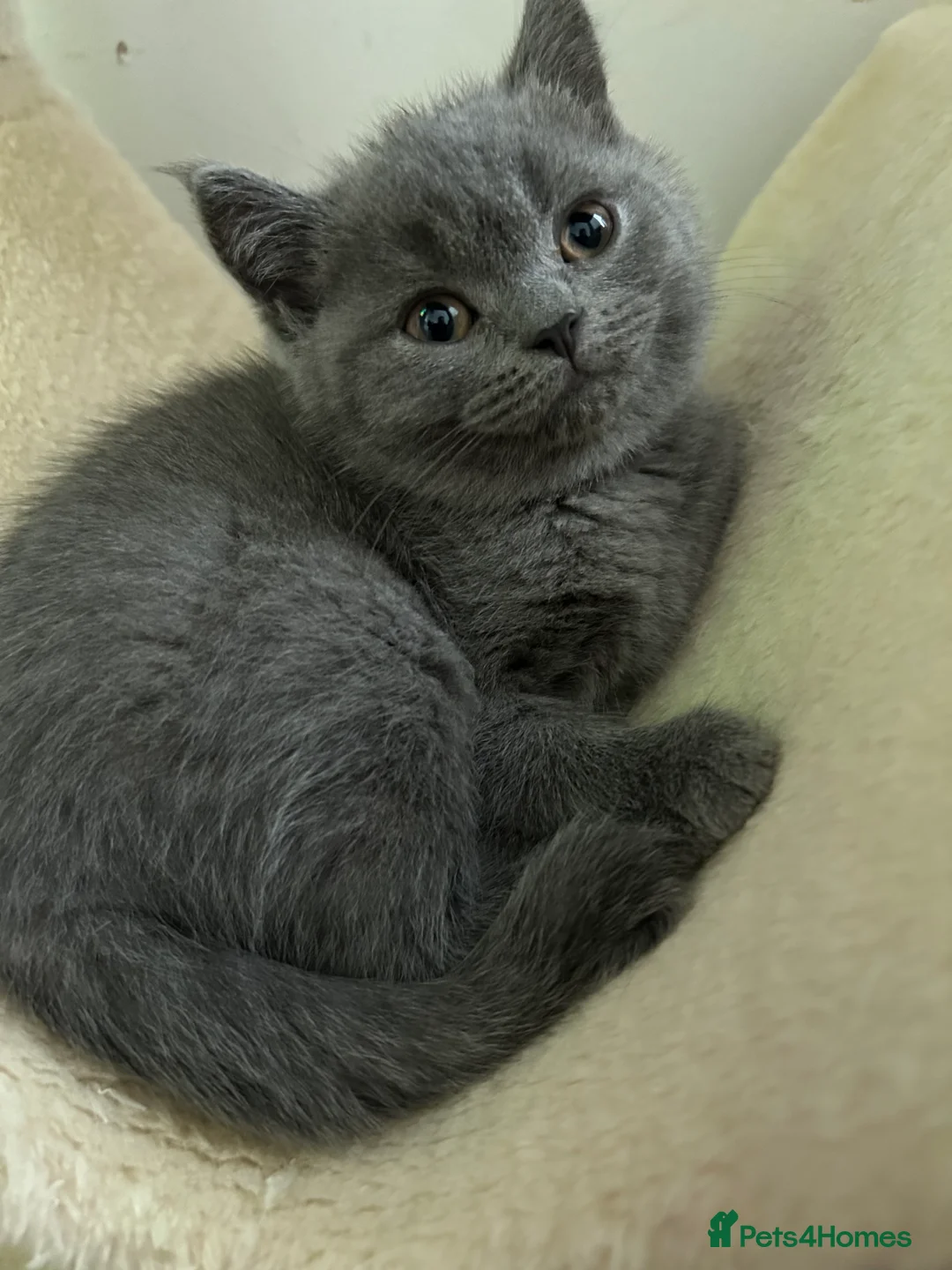 British Shorthair cats for sale: Beautiful British shorthair kittens - Advert 12