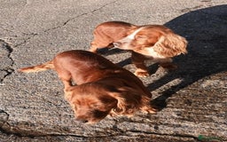 Cocker Spaniel dogs for sale: LOOKING FOR A NEW LOVING HOME - Advert 4