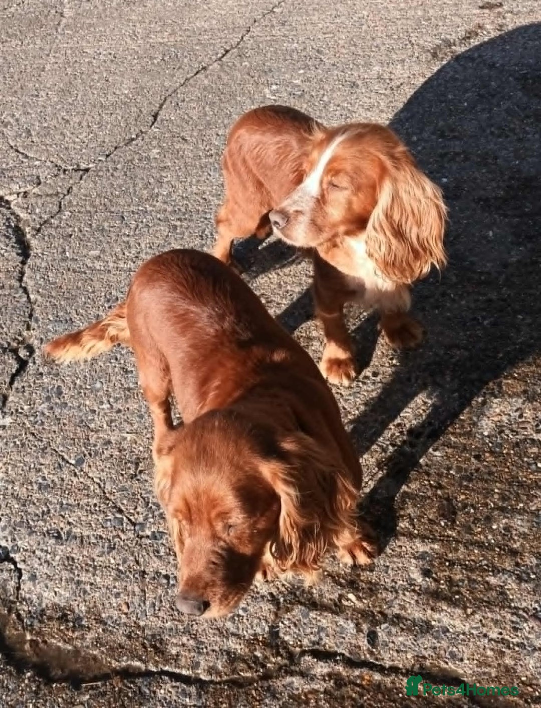 Cocker Spaniel dogs for sale: LOOKING FOR A NEW LOVING HOME - Advert 4
