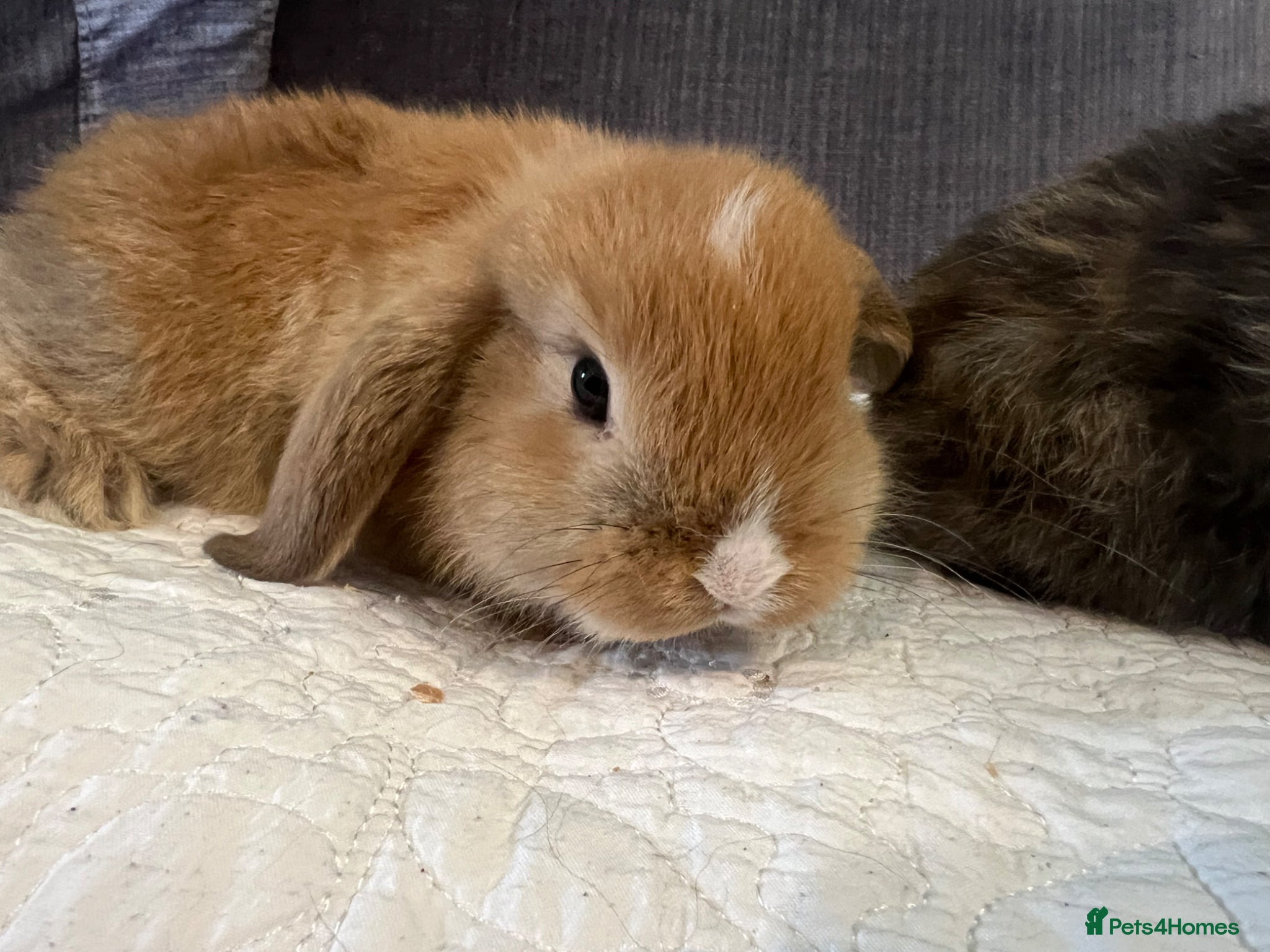 Mini Lop rabbits Mixed mini lops - Advert 1