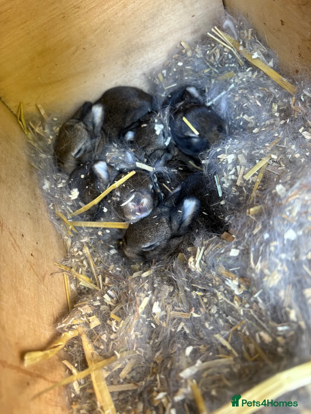 Mini Lop rabbits for sale: Mini lop babies and lion head lops  - Advert 3