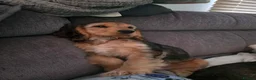 Cocker Spaniel dogs for sale: English Cocker Spaniel Puppies - Advert 2