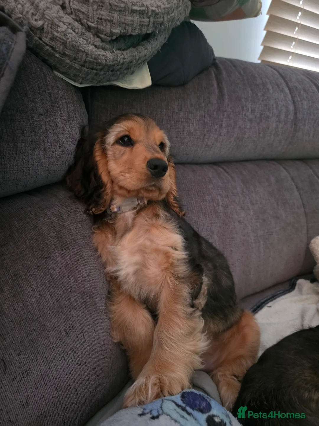 Cocker Spaniel dogs for sale: English Cocker Spaniel Puppies - Advert 2