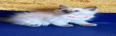 Ragdoll 5 🩷 girl