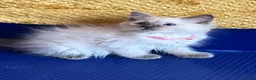 Ragdoll cats for sale: GCCF Сhampion Bloodline Ragdoll 5 GenPedigree 🏆🌟 - Advert 24