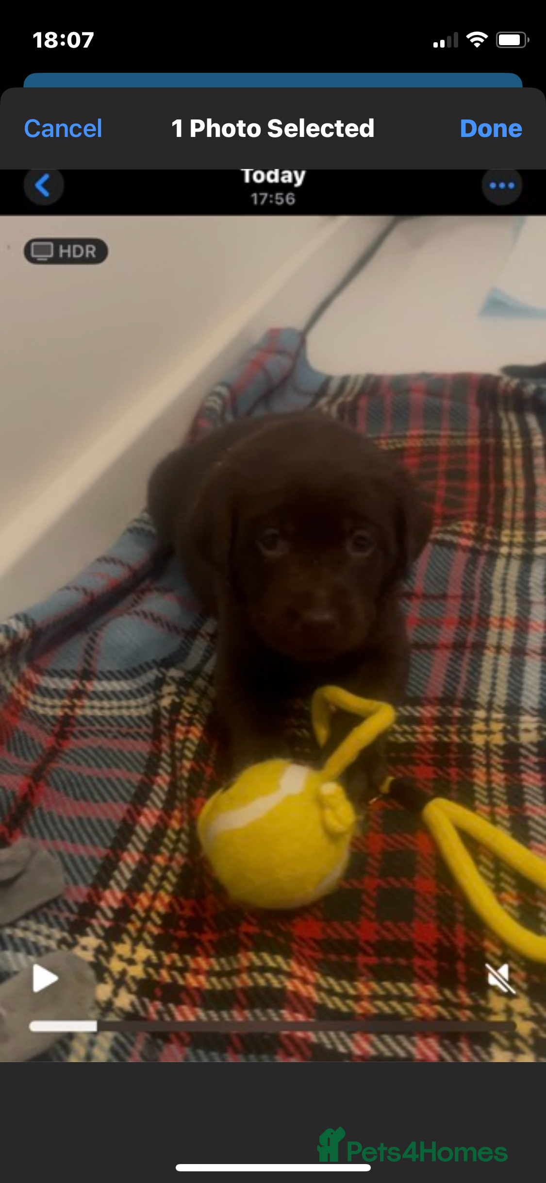 Labrador Retriever dogs 9 Pedigree Labrador Puppies (Boys & Girls) - Advert 6