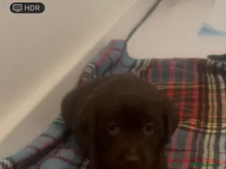 Labrador Retriever dogs 9 Pedigree Labrador Puppies (Boys & Girls) - Advert 6