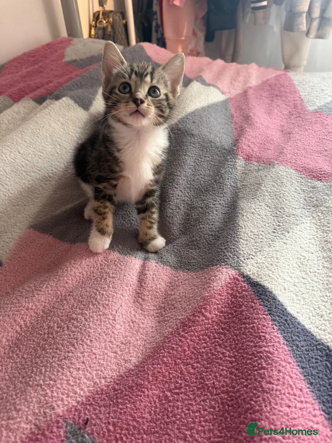 Mixed Breed cats for sale: 8 gorgeous kittens  - Advert 18