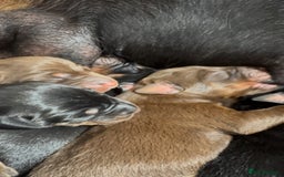 Dobermann dogs for sale: Champion European Doberman Puppies Kc-reg  - Advert 8