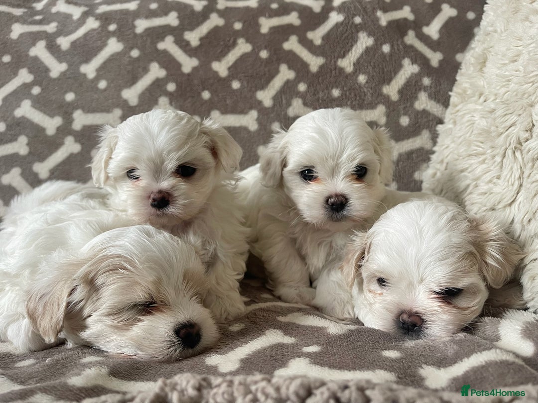 Maltese dogs for sale: Adorable KC Korean Maltese X Malshi puppies 🐾 - Image 3