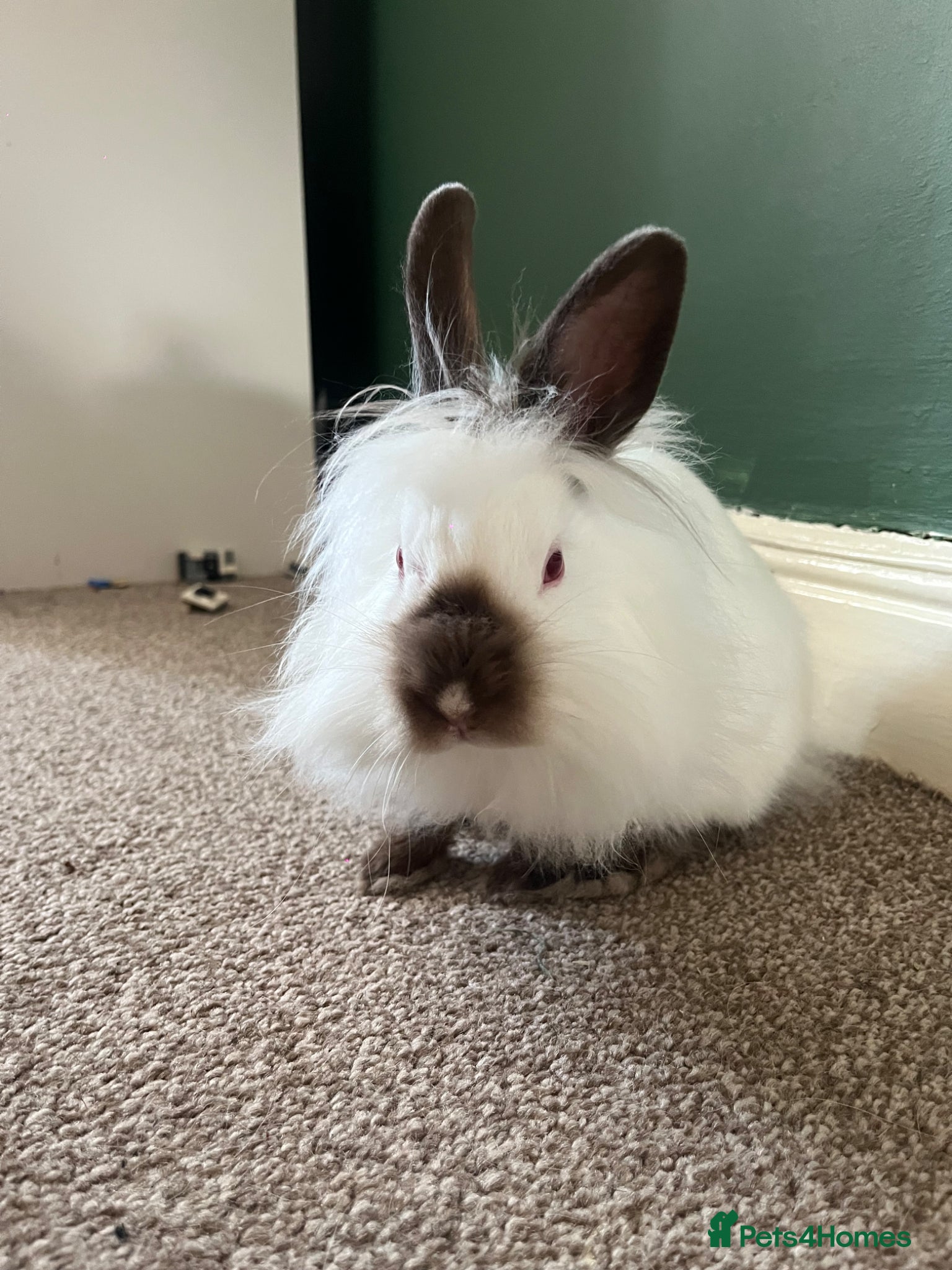 Lionhead rabbits albino lions head female  - Advert 1