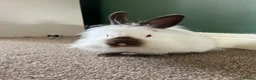 Lionhead rabbits for sale: albino lions head female  - Advert 1