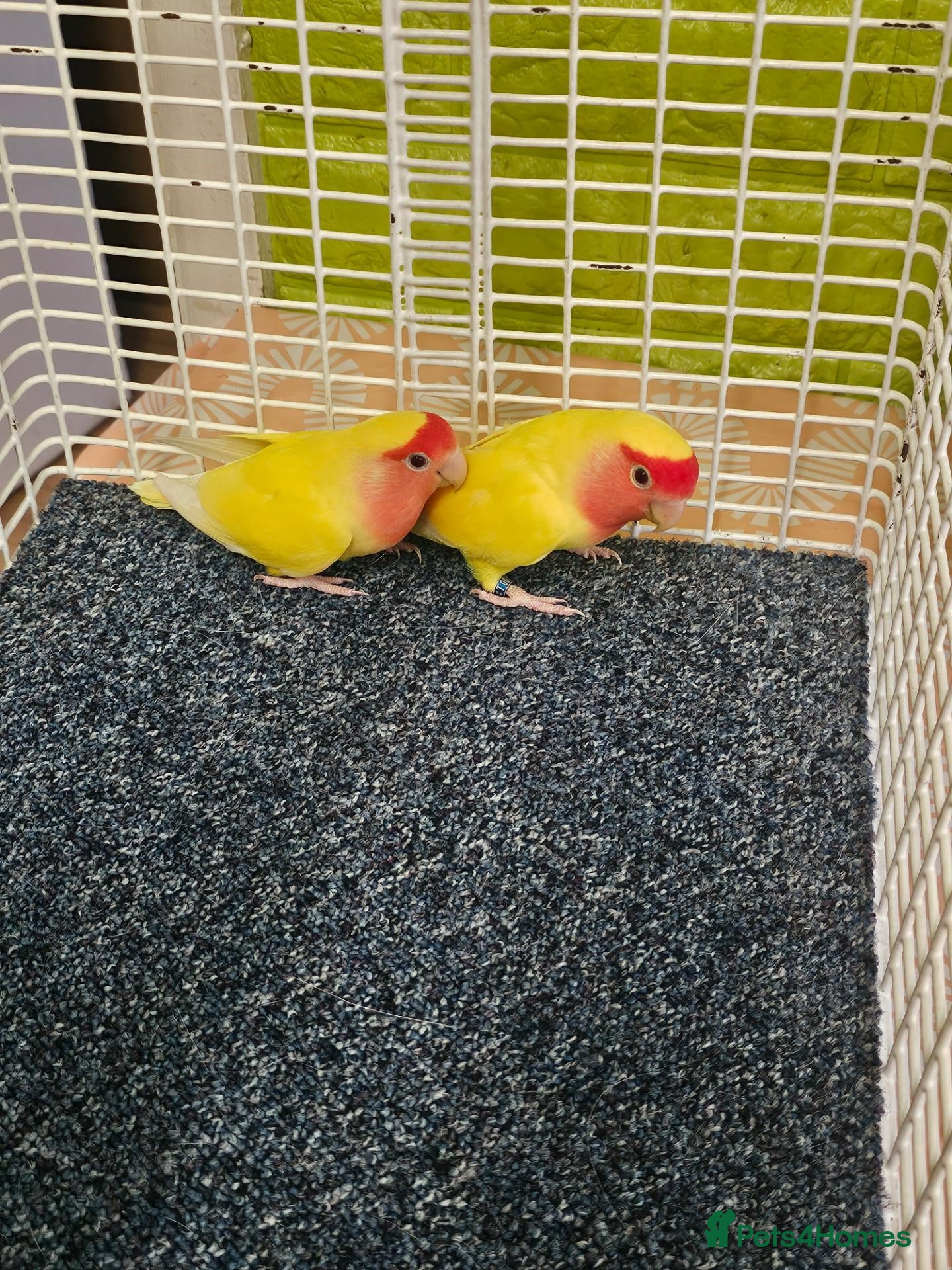 Lovebirds birds Yellow lovebirds pair - Advert 2
